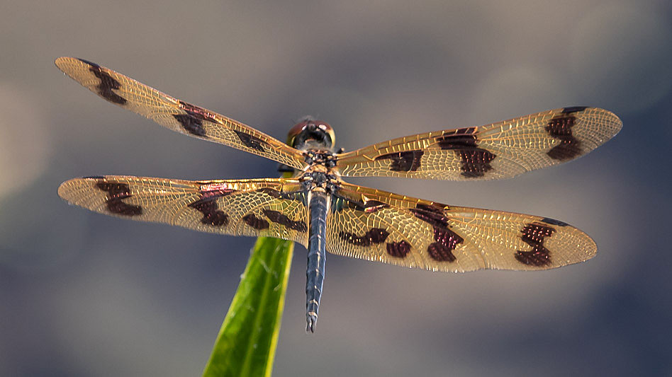 Rhyothemis graphiptera male-1710.jpg