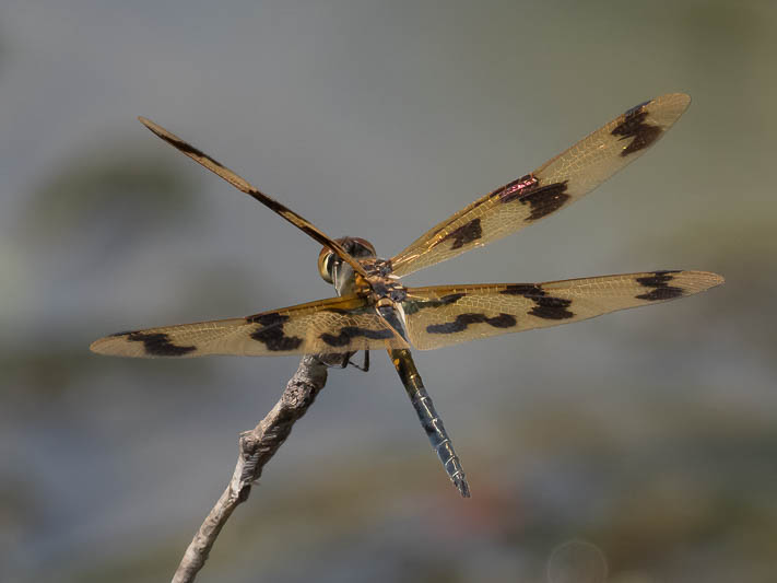 Rhyothemis graphiptera male-2.jpg