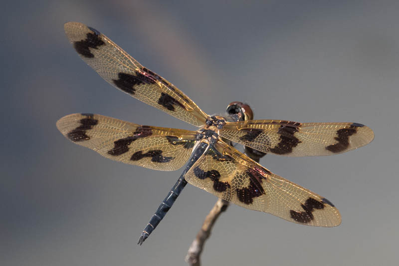 Rhyothemis graphiptera male-3.jpg