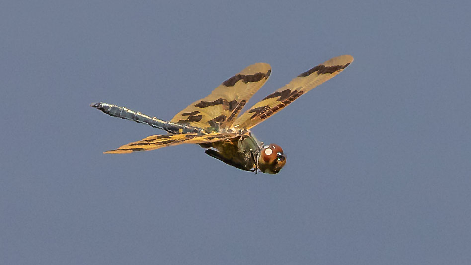 Rhyothemis graphiptera male-3411.jpg