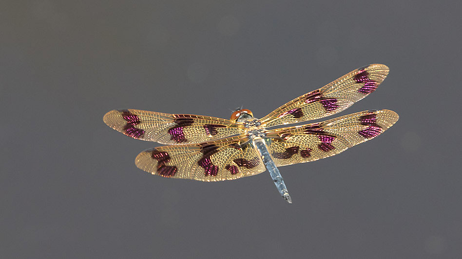 Rhyothemis graphiptera male-3417.jpg