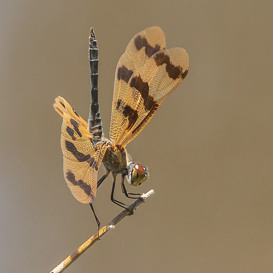 Rhyothemis graphiptera male-3626.jpg