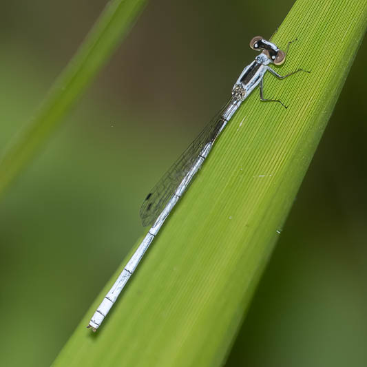Agriocnemis argentea male-3.jpg
