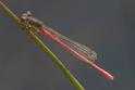 Ceriagrion tenellum male-1234.jpg