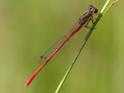 Ceriagrion tenellum male.jpg