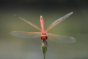 Sympetrum fonscolombii