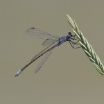 IMG_1307 Dark Spreadwing