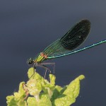 IMG_1472 Western Demoiselle