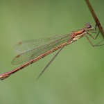 IMG_1552Small Emerald Damselfly