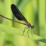 IMG_1775 Copper Demoiselle