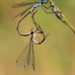 IMG_2885 Common Emerald Damselfly