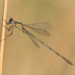 IMG_3420Willow Emerald Damselfly