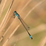 IMG_3674 Blue-tailed Damselfly