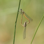 IMG_6528 Orange White-legged Damselfly