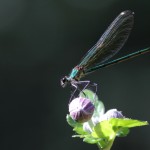 IMG_9337 Banded Demoiselle