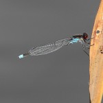 IMG_9630 Red-eyed Damselfly