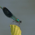 IMG_9678 Banded Demoiselle