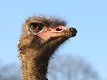 J15_0064-Male-Ostrich_thumb.jpg