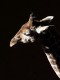 J15_0070-Young-Giraffe.jpg