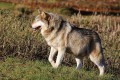 J15_0077-Wolf.jpg