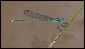 Austrolestes aridus-2838