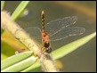 Diplacodes melanopsis male-3618