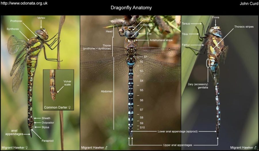 Dragonfly Anatomy Odonutters