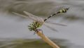 Ictinogomphus-australis-2659.jpg