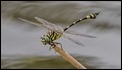 Ictinogomphus australis-2659