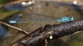 J19_1375-Pseudagrion-microcephalum.jpg