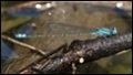 J19_1375-Pseudagrion-microcephalum_thumb.jpg