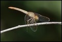 J19_1443 Diplacodes haematodes female