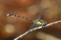 J19_2128-Hemigomphus-cooloola.jpg