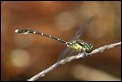 J19_2128 Hemigomphus cooloola