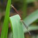 J19_2189-Ceriagrion-aeruginosum-in-tandem.jpg