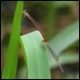 J19_2189-Ceriagrion-aeruginosum-in-tandem_thumb.jpg