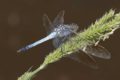 J19_2681-Orthetrum-caledonicum.jpg