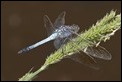 J19_2681 Orthetrum caledonicum