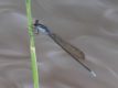 Pseudagrion-ignifer-2860.jpg