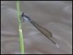 Pseudagrion-ignifer-2860_thumb.jpg