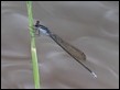 Pseudagrion ignifer-2860