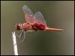 Tramea stenoloba male-3546