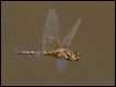J19_3586-Hydrobasileus-brevistylus-male_thumb.jpg