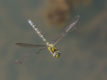 Aeshna cyanea: right turn, UK