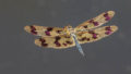 Rhyothemis graphiptera 1, Australia
