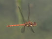 Sympetrum striolatum, UK