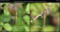 Black-tailed Skimmer – immature male vs female