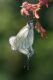Black-veined-Whites-in-cop.jpg