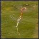 Sympetrum fonscolombii ovipositing