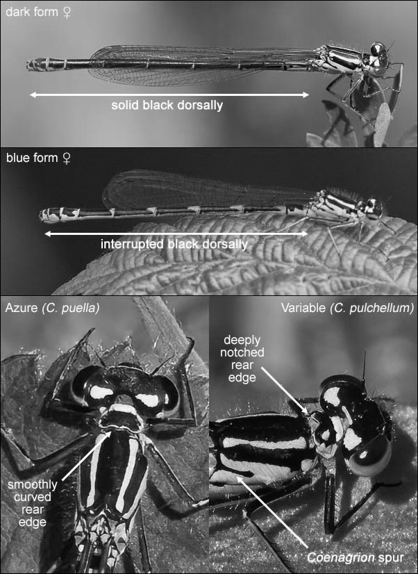 Coenagrion females mono